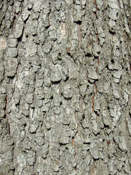 Vit gran träd nål barrträd evergreen collage — Stockfoto