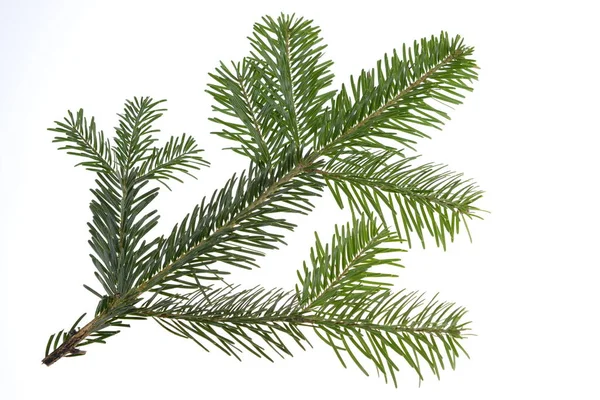 Nordmann fir tree needle conifer evergreen branch — Stock Photo, Image
