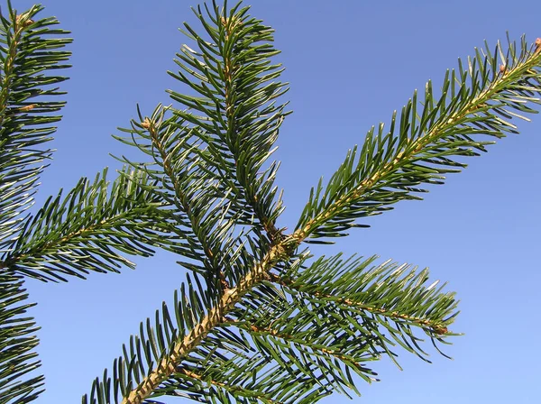 Nordmann fir tree needle conifer evergreen branch — Stock Photo, Image