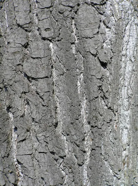 Colorado Blue Spruce abeto conífera agulha de árvore sempre verde — Fotografia de Stock