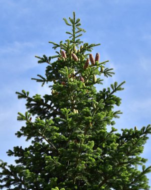 white fir tree needle conifer evergreen Nordmann clipart