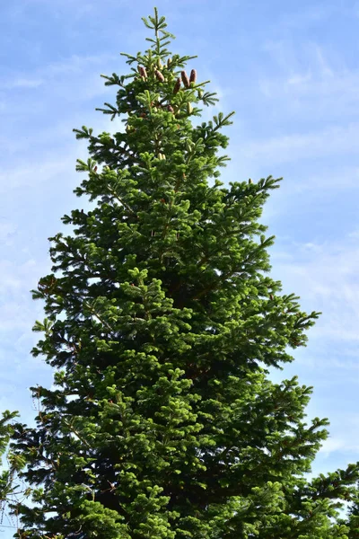 Igłę z drzewa jodłowego iglica wiecznie zielona Nordmann — Zdjęcie stockowe