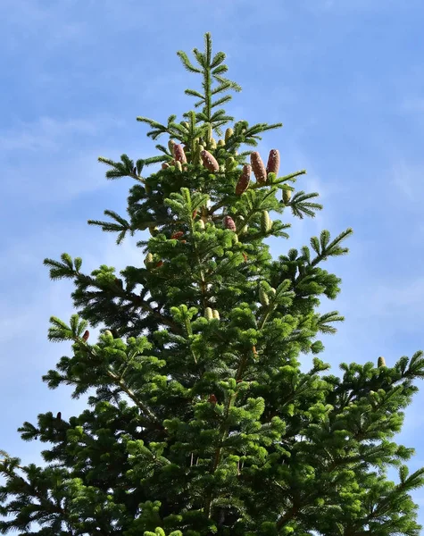 White fir tree needle conifer evergreen Nordmann — Stock Photo, Image