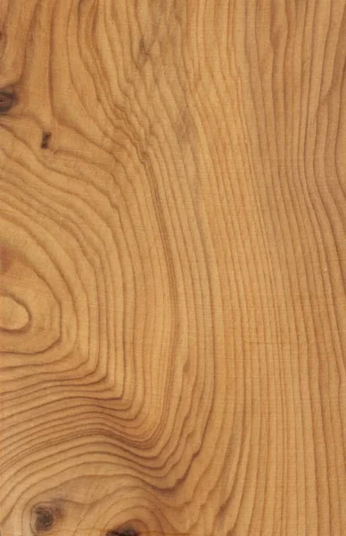 Tisová dřevo strom vzor vzorky přírodní venkovské dřevo — Stock fotografie
