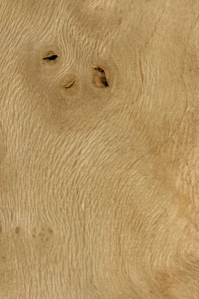 Plano Muestras del modelo de árbol de madera madera natural rural —  Fotos de Stock