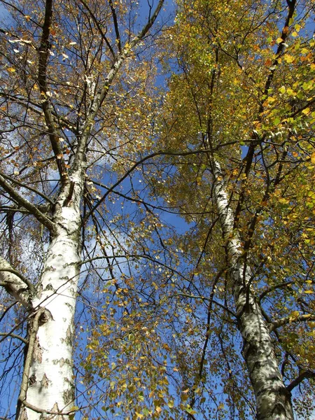 Bétula árvore de prata europeu branco verão folhas — Fotografia de Stock