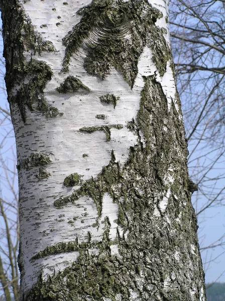 Abedul árbol de plata europeo hojas blancas de verano —  Fotos de Stock