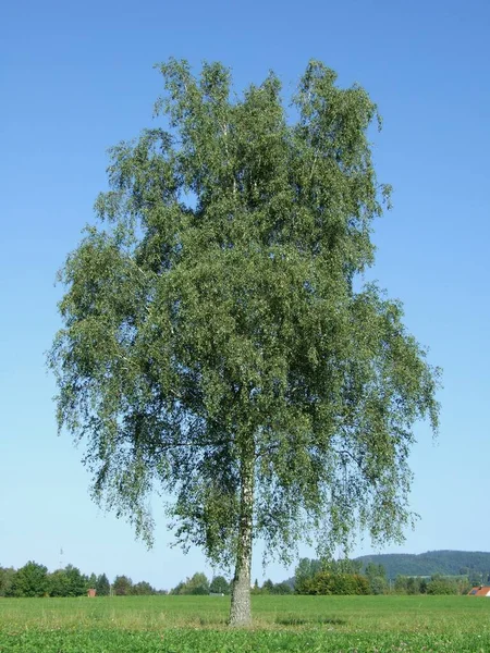 Björk Silver träd Europeiska Vita sommarlöv — Stockfoto