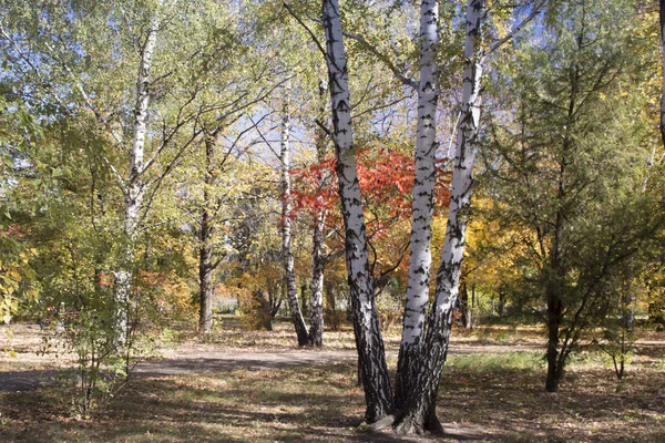 秋の公園で白樺 — ストック写真