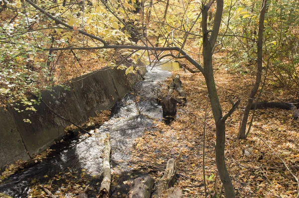 Gyors patak az őszi parkban — Stock Fotó