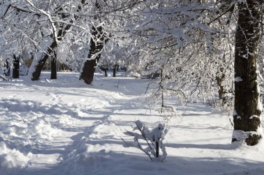 Karla kaplı ağaçların arasındaki parkta kar yolu.