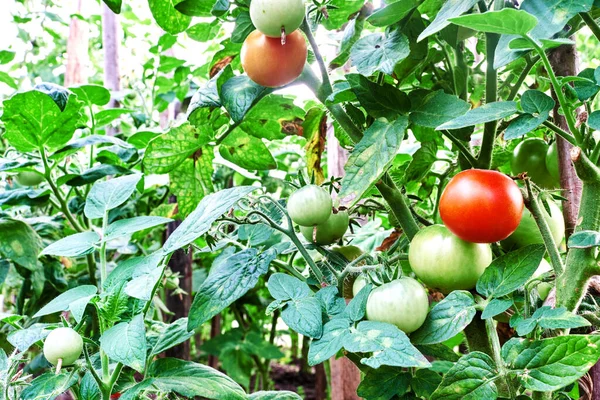 greenhouse with tomatoes close-up. healthy eating concept.