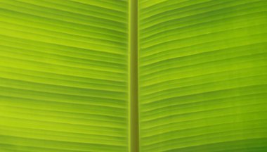 Desen arka plan veya dokular için muz yaprağı.