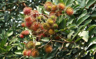 Rambutan. Meyve sarı kırmızı renk ve saç. Yerli Endonezya bölgesine. Tropikal meyve sulu ve tatlı.