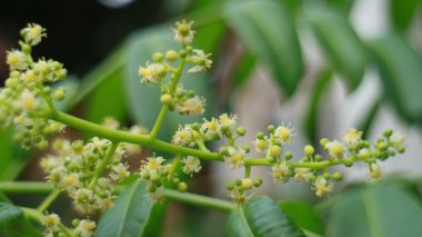 Ambarella meyve çiçeği ağaç üzerinde.