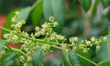 Ambarella meyve çiçeği ağaç üzerinde.