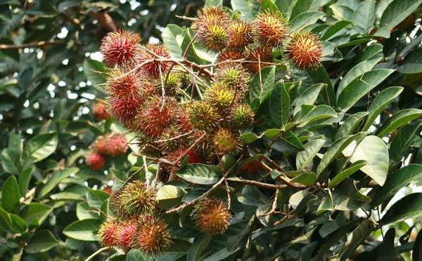 Rambutan Fruta Com Cor Vermelha Amarela Cabelo Nativo Região Indonésia — Fotografia de Stock