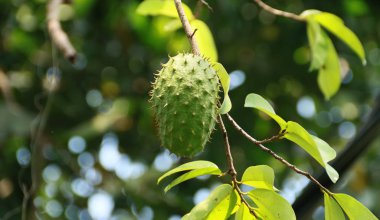 Yeşil soursop veya dikenli muhallebi elma ağacında Bogor, West Java, Endonezya.