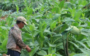 Magelang, Endonezya - 26 Haziran 2017: Magelang Regency, merkezi Java, Endonezya çiftçi, Sumbing dağ yamaçlarında. 