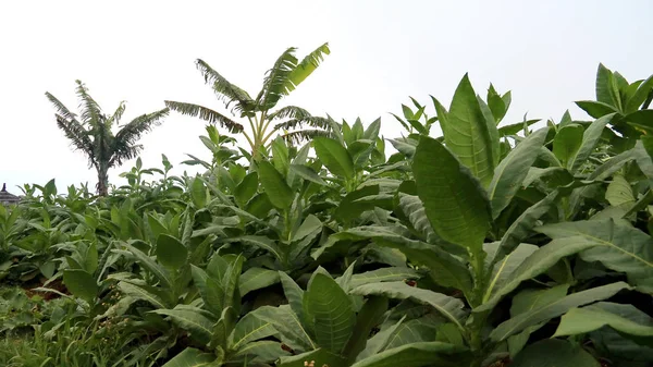 Tabakplantage Den Hängen Des Mount Sumbing Magelang Regentschaft Zentraljava Indonesien — Stockfoto