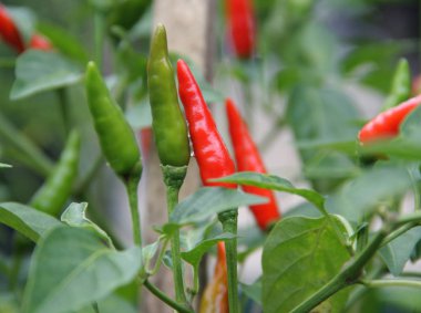 Endonezya'da kuş göz chili bitki. Bugün dünyada bulunan bütün chilis Meksika, Orta Amerika ve Güney Amerika kendi kökenleri vardır.