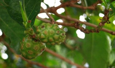 Endonezya Noni veya peynir meyve ağacı.