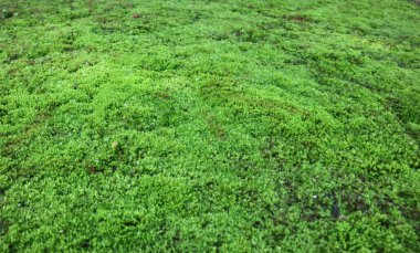 Arka plan için yeşil yosun.