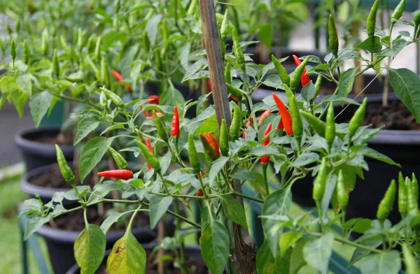 Planta Chili Indonesia Todos Los Chiles Que Encuentran Todo Mundo —  Fotos de Stock