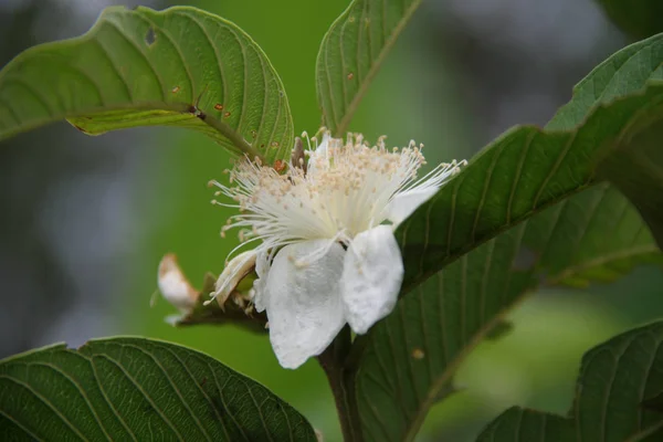 Bílá Guava Květ Stromě Zahradě — Stock fotografie