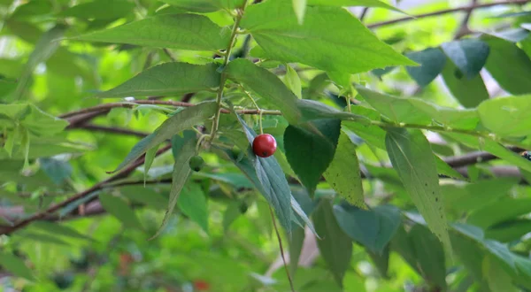 Calabur Rojo Árbol Indonesia — Foto de Stock