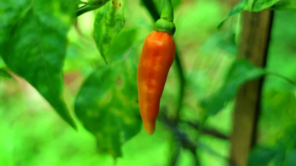 Planta Chili Indonesia Todos Los Chiles Que Encuentran Todo Mundo —  Fotos de Stock