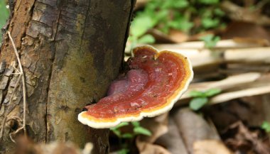 Lingzhi mushroom or reishi mushroom. Most commonly the closely related species Ganoderma lucidum.  clipart