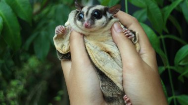 Sugar glider. A small, omnivorous, arboreal, and nocturnal gliding possum belonging to the marsupial infra-class.  clipart
