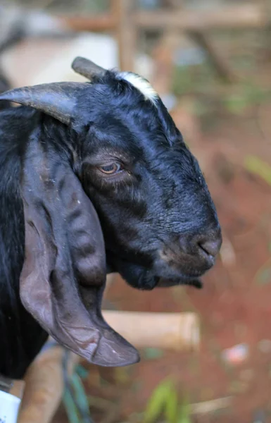 The kacang goat (Capra aegagrus hircus) is indigenous to Indonesia and Malaysia, and is common throughout in Southeast Asia.