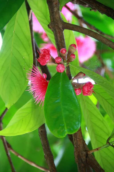 Syzygium Malaccense Цветок Ямайский Яблочный Цветок Дереве Индонезии — стоковое фото