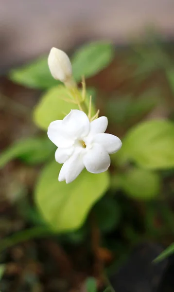 Jasmine Flower Tree Indonesia — Stock Photo, Image