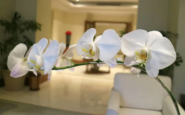 Phalaenopsis Amabilis Lub Biała Ćma Orchidea Indonezji Powszechnie Znany Jako — Zdjęcie stockowe