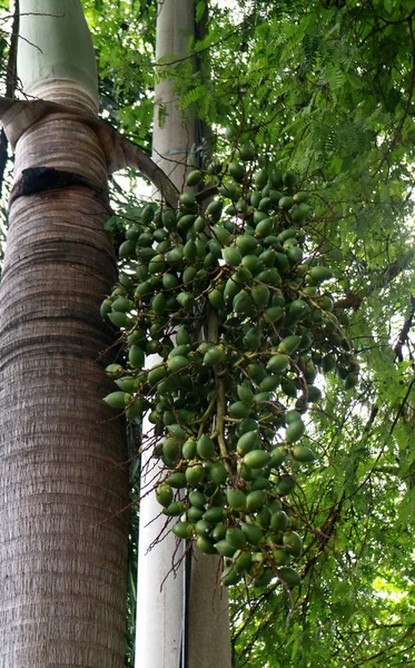 Palmera Roja Árbol — Foto de Stock