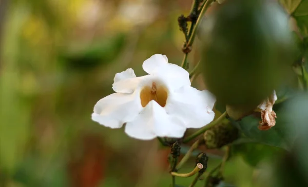 Kwiat Męczennicy Lub Passiflora Edulis — Zdjęcie stockowe