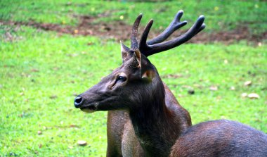 Sambar veya Cervus tek renkli. Büyük geyik Hindistan, Güney Çin, Güneydoğu Asya anavatanı ve.