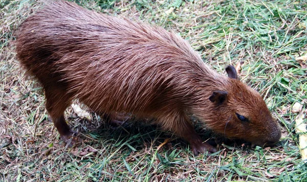 Capybara Που Ονομάζεται Επίσης Chiguire Και Carpincho — Φωτογραφία Αρχείου