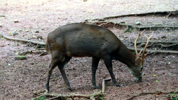 クールの豚 鹿または Bawean Bawean 鹿豚鹿 強く危惧だけインドネシアの Bawean の島で鹿の種 — ストック写真