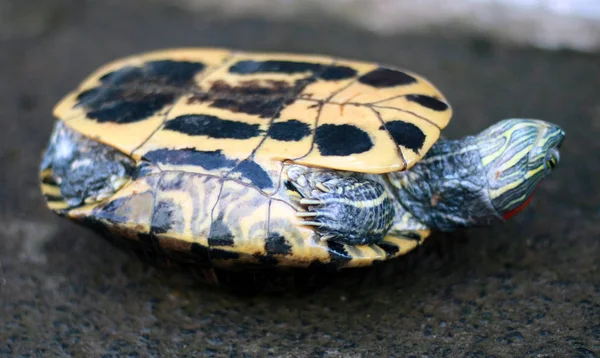 Góry Nogami Testudo Emys Lub Żółw Brunatny — Zdjęcie stockowe