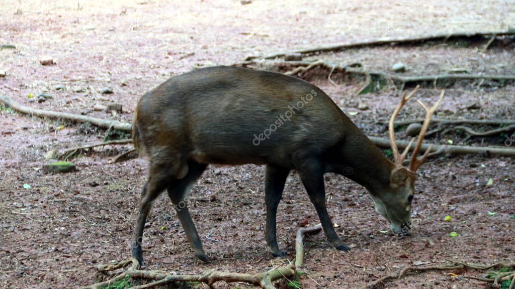 The Bawean deer, also known as Kuhl's hog deer or Bawean hog deer. Highly threatened species of deer found only in the island of Bawean in Indonesia.