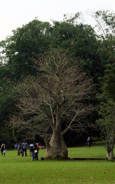 Bogor, Endonezya - 14 Nisan 2018: Bogor Botanik Bahçeleri baobap ağacı yakınındaki resim çekmek, ziyaretçi. 