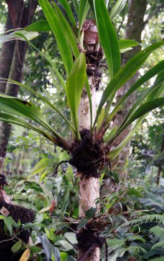 Orkide bitki olmayacak Orchidarium Bogor, Endonezya.