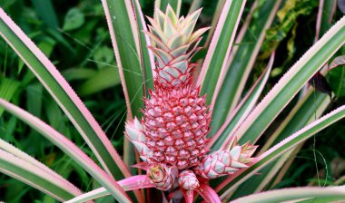 Pink pineapple tree at Bogor Botanical Gardens in Indonesia.  clipart