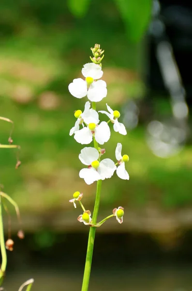 White Wildflower Bogor Botanical Gardens Bogor West Java Indonesia — Stock Photo, Image