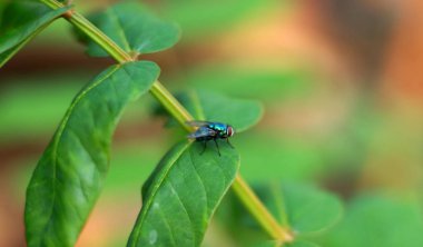 Bahçedeki yaprak üzerinde greenfly.