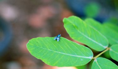 Bahçedeki yaprak üzerinde greenfly.